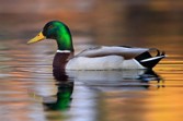 duck.jpg